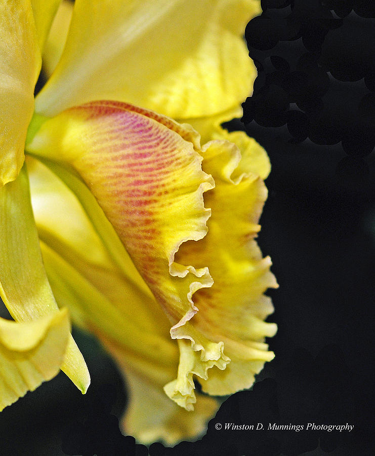 Cattleya Orchid #13 Photograph by Winston D Munnings
