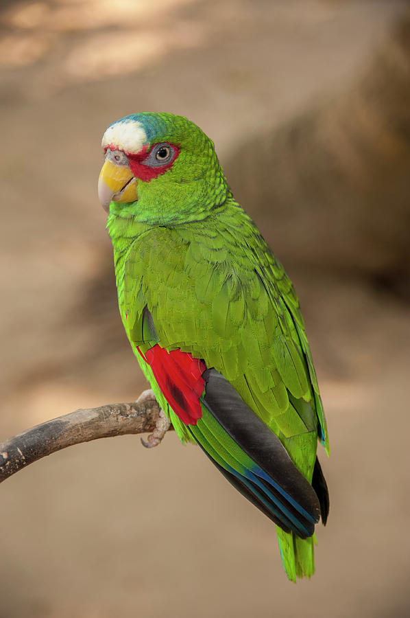 Parrot Photograph - Central America, Honduras, Roatan #13 by Jim Engelbrecht