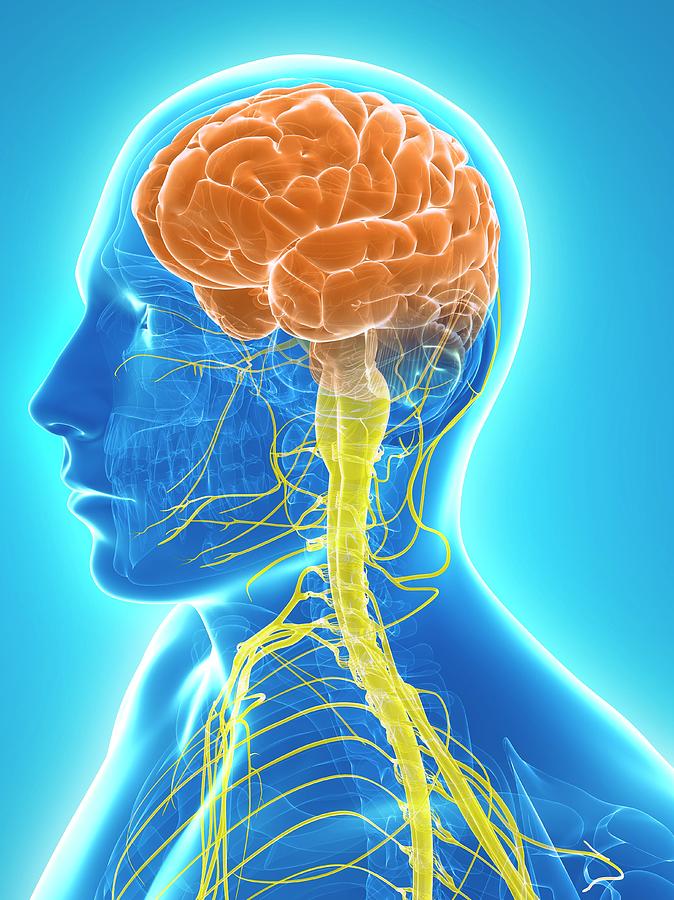 Central Nervous System Photograph by Sciepro/science Photo Library ...