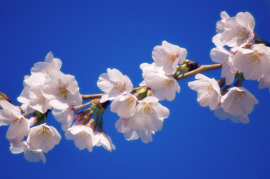 Cherry Blossom (prunus Serrulata) #13 Photograph by Science Photo Library Cherry Blossom (prunus Serrulata) #13 Photograph by Science Photo Library