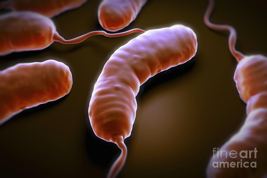 Cholera Bacteria #13 Photograph by Science Picture Co