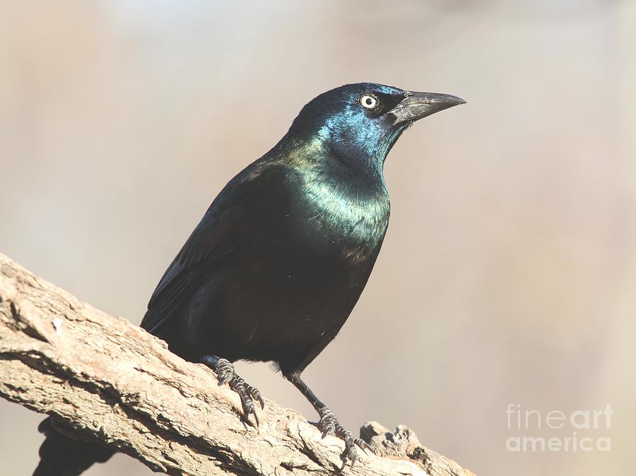 Common Grackle #13 Photograph by Jack R Brock