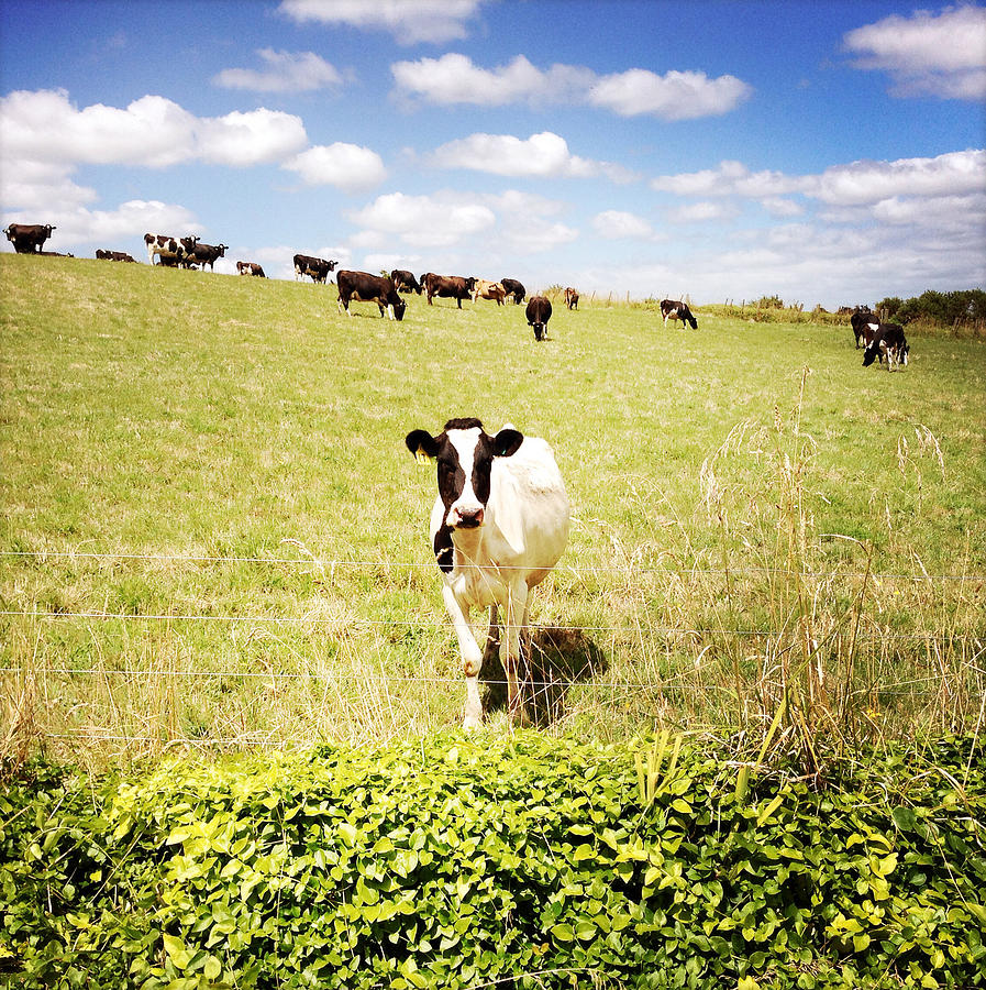 Animal Photograph - Cows #13 by Les Cunliffe