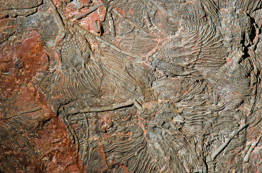 Crinoid Fossil #13 Photograph by Millard H. Sharp