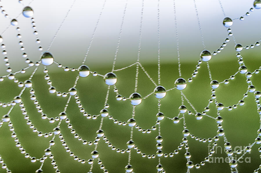 Spring Photograph - Dew on Spiderweb  #13 by Thomas R Fletcher