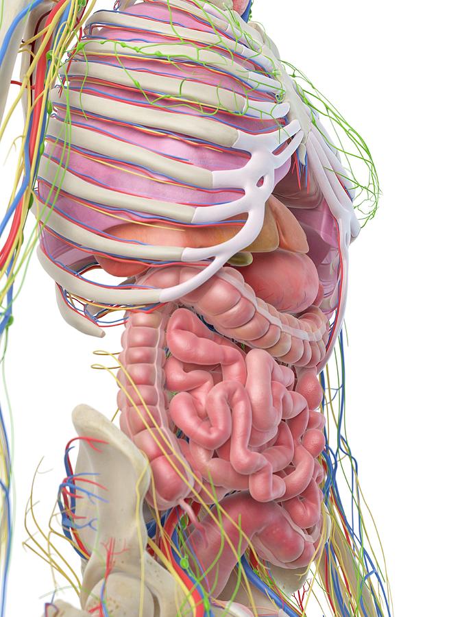 Digestive System Photograph by Sciepro - Fine Art America