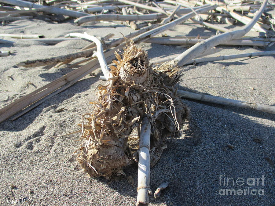 Driftwood on the beach #13 Photograph by Chani Demuijlder
