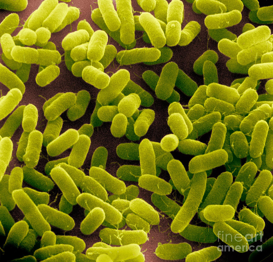 E. Coli Bacteria Sem #13 Photograph by David M. Phillips