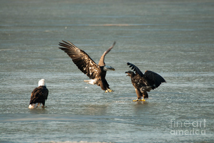 Bald Eagle Photograph - Eagle fight #13 by Robert Smice