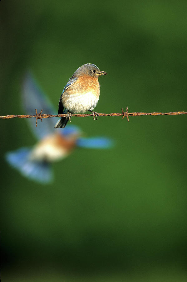 Wildlife Photograph - Eastern Bluebird (sialia Sialis #13 by Richard and Susan Day