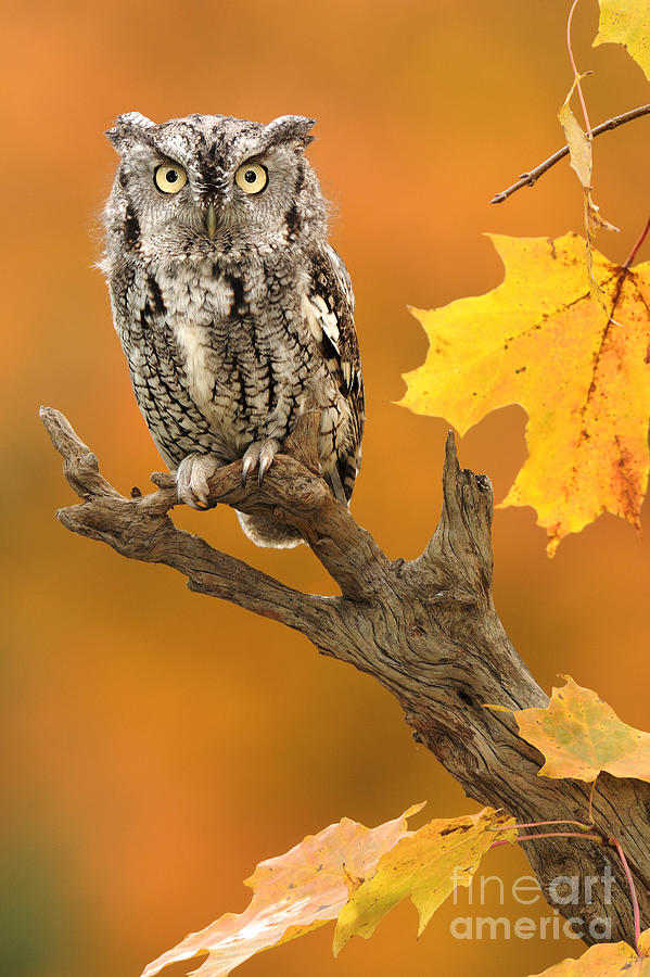 Eastern Screech Owl #13 Photograph by Scott Linstead