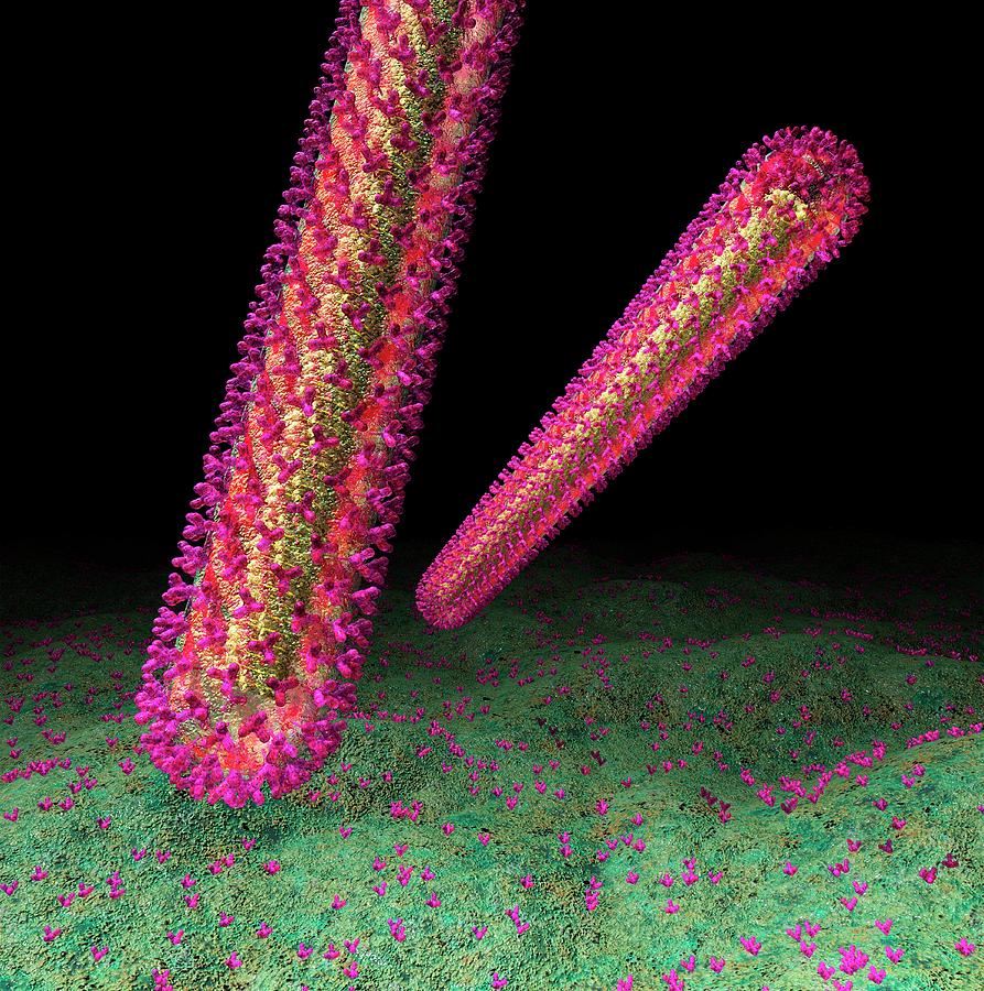 Ebola Virus Particles #13 Photograph by Russell Kightley