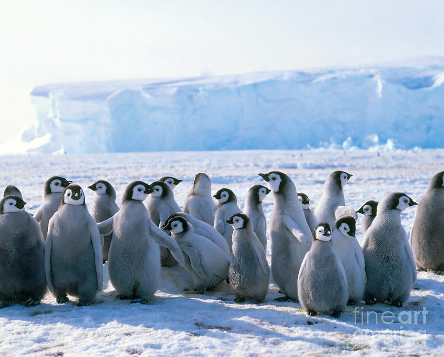 Emperor Penguin Aptenodytes Forsteri #13 Photograph by Hans Reinhard
