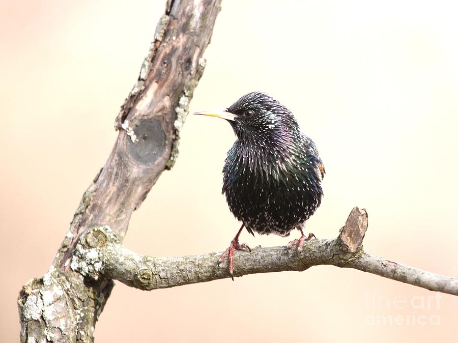European Starling #13 Photograph by Jack  R Brock