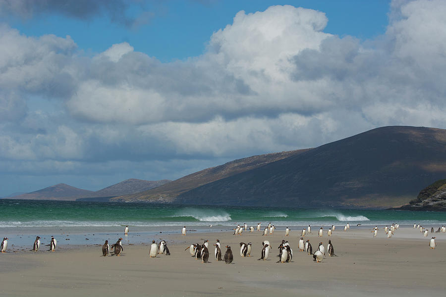 Penguin Photograph - Falkland Islands #13 by Inger Hogstrom