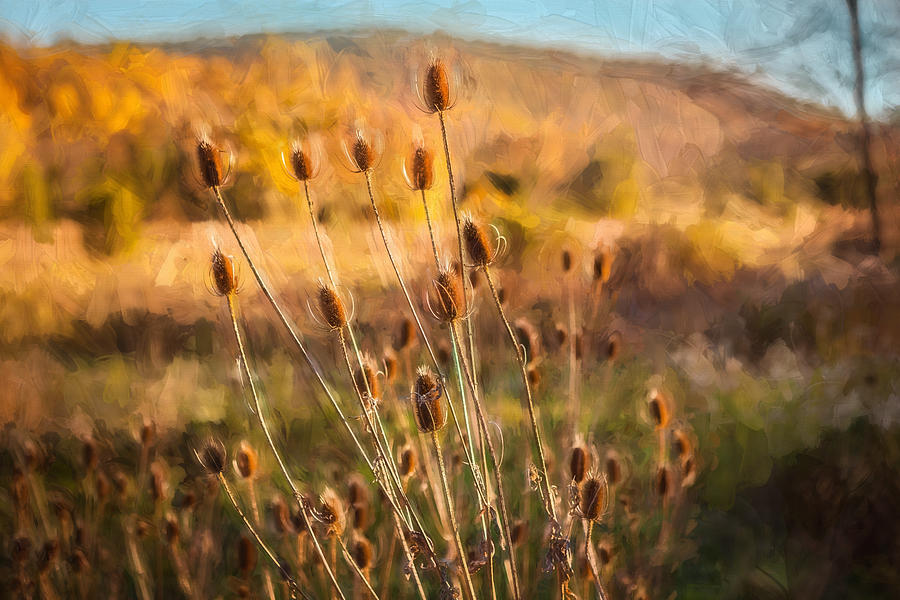 Teasel Seed Heads Sussex County New Jersey Painted  Photograph by Rich Franco