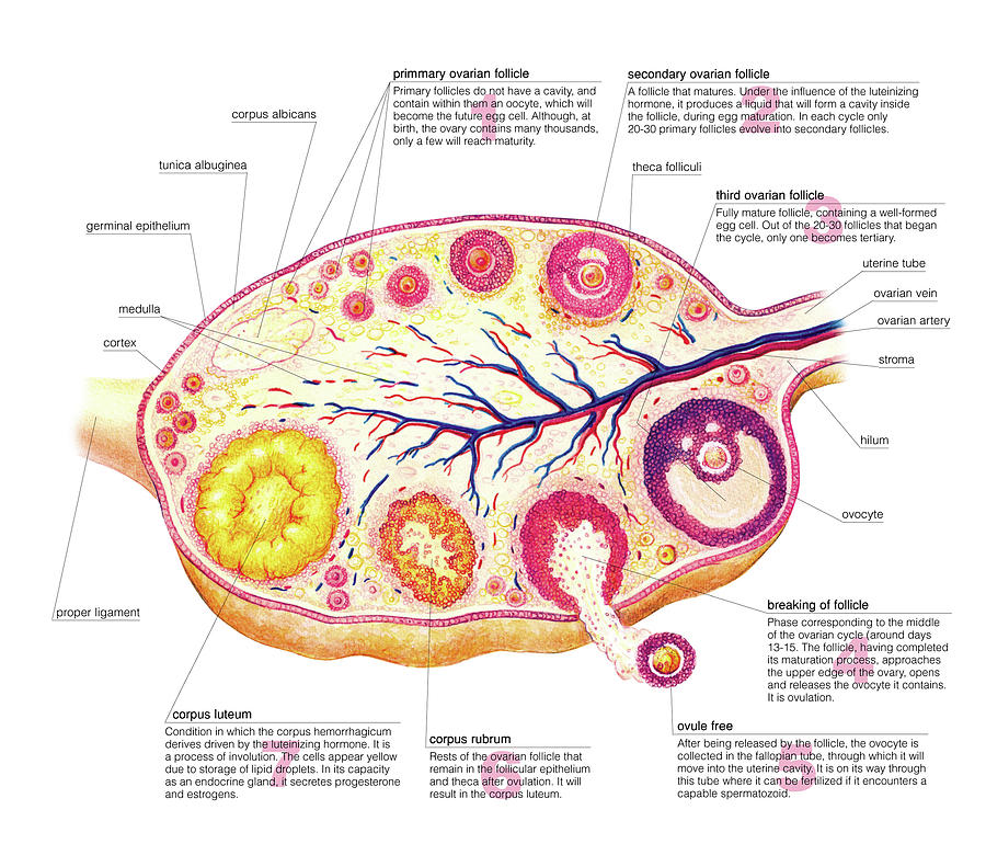 Female Genital System Photograph by Asklepios Medical Atlas - Fine Art ...