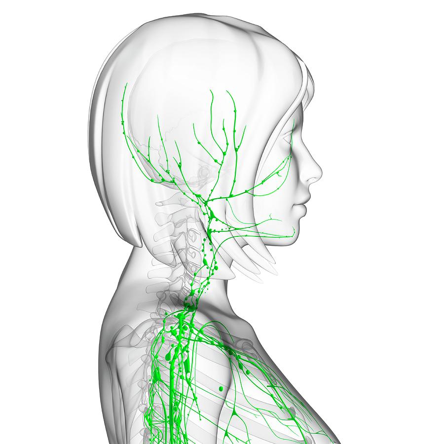 Лимфатическая система лица человека анатомия