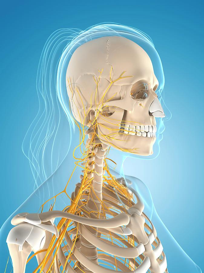 Female Nervous System #13 by Sciepro/science Photo Library