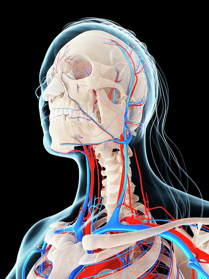 Female Vascular System Photograph by Sciepro/science Photo Library ...