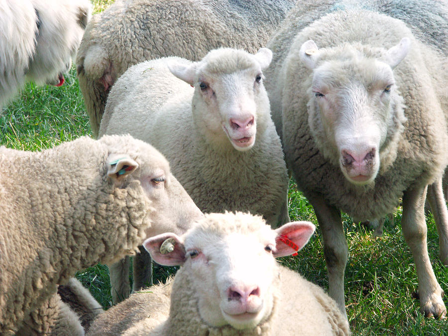 Finnish Dorset Sheep Photograph by Bonnie Sue Rauch | Fine Art America