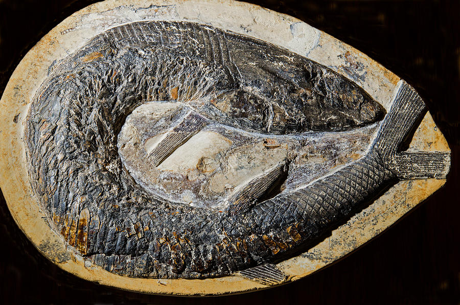 Fish Fossil Photograph by Millard H. Sharp