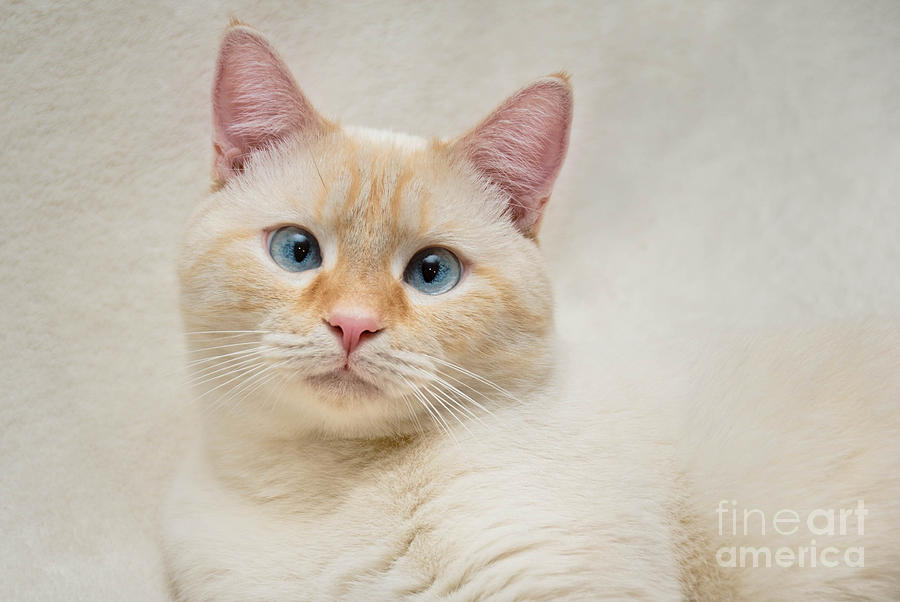 Flame Point Siamese Cat #13 Photograph by Amy Cicconi
