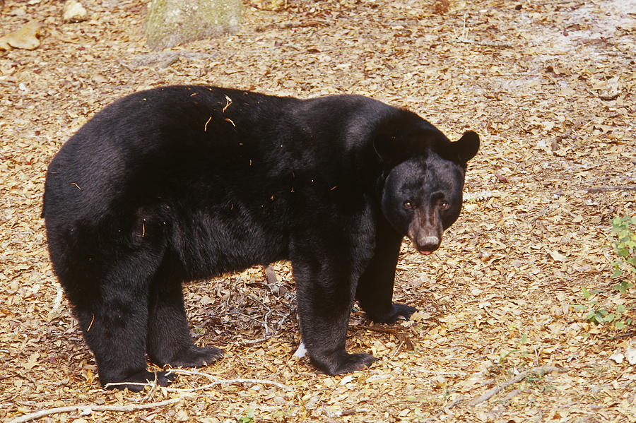 Florida Black Bear #13 Photograph by Millard H. Sharp