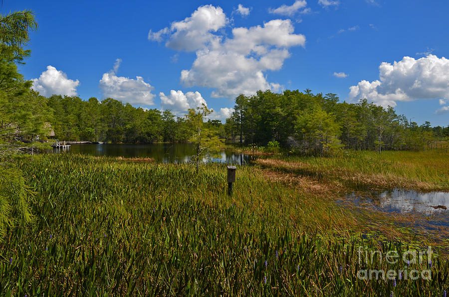 13- Florida Everglades Photograph by Joseph Keane