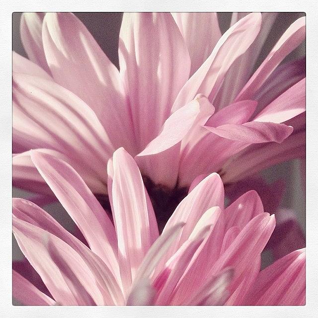 Flower Photograph - #flowers #flower #flowerstagram #13 by Mike Valentine
