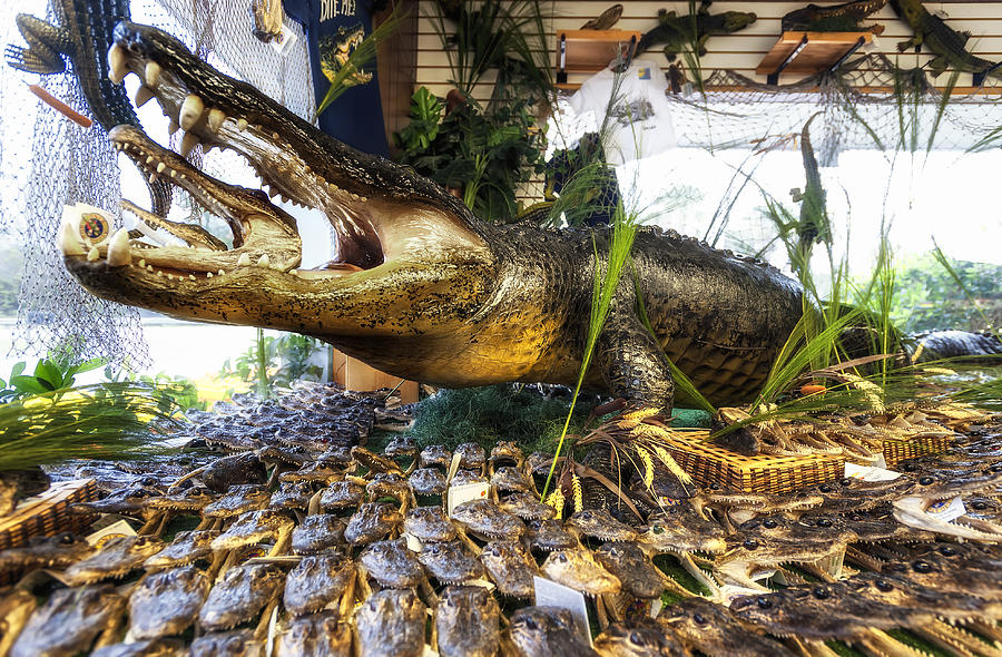 13 Foot Gator Photograph by Gary Warnimont