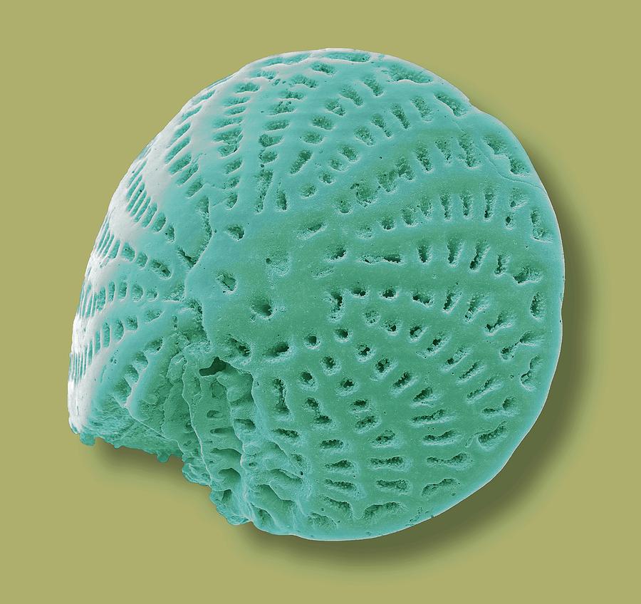 Foraminiferan Microfossil #13 Photograph by Science Photo Library Foraminiferan Microfossil #13 Photograph by Science Photo Library