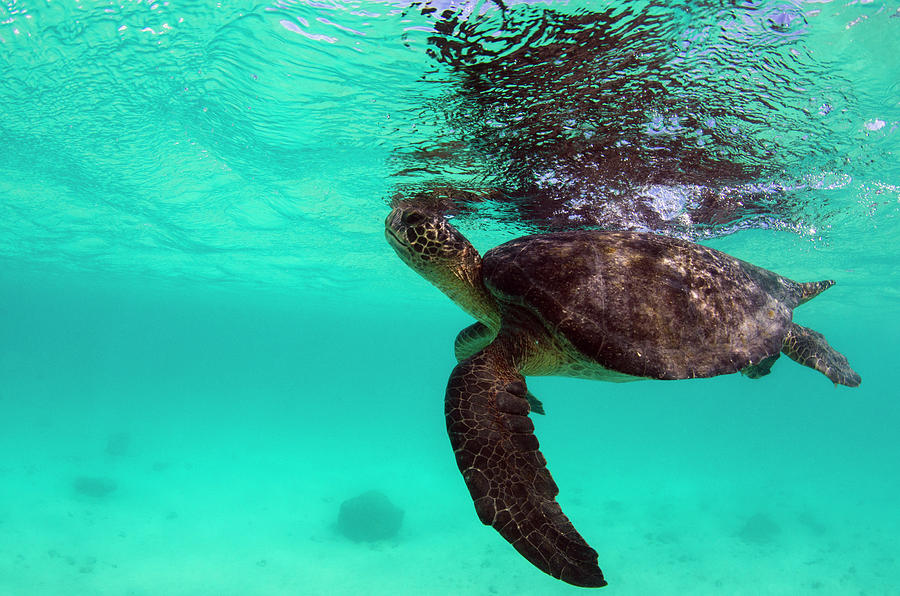 Galapagos Green Sea Turtle (chelonia Photograph by Pete Oxford