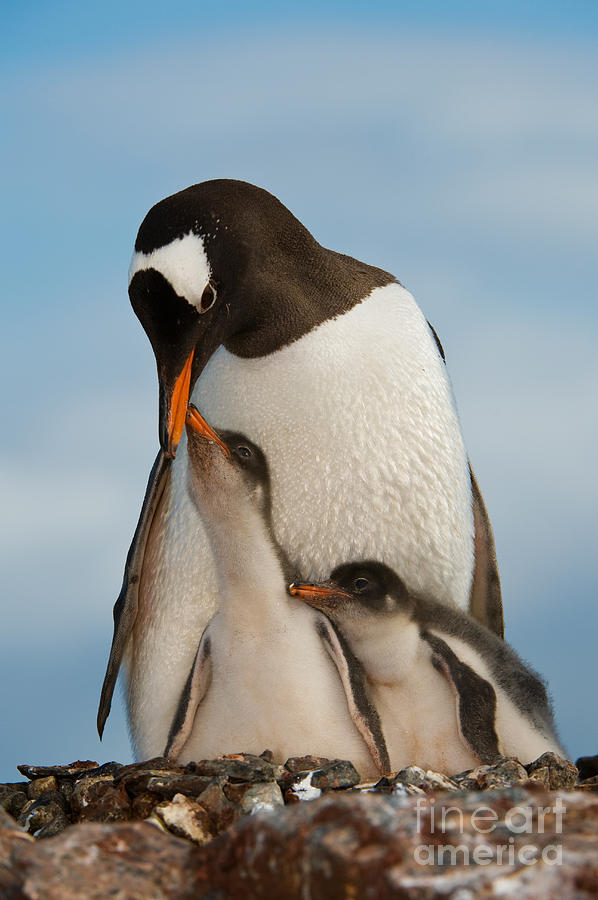 Gentoo Penguin With Young #13 Photograph by John Shaw