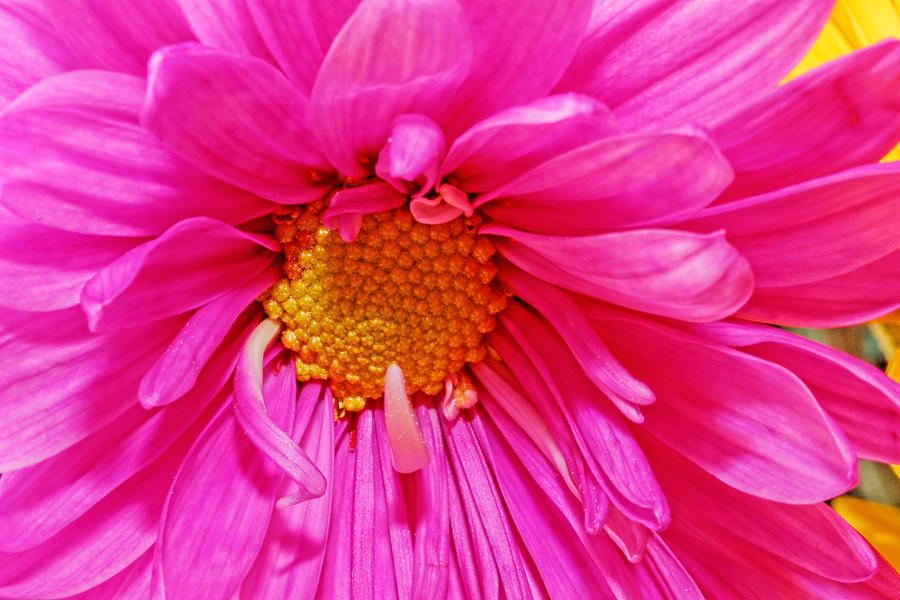 Gerber Flower #13 Photograph by Peter Lakomy