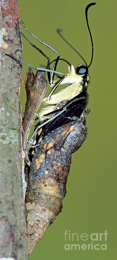 Butterfly Photograph - Giant Swallowtail Butterfly #13 by Millard H. Sharp