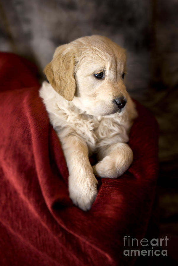 Dog Photograph - Golden retriever puppy #13 by Ang El