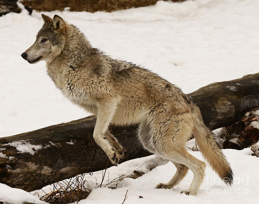 Gray Wolf Photograph by Dennis Hammer