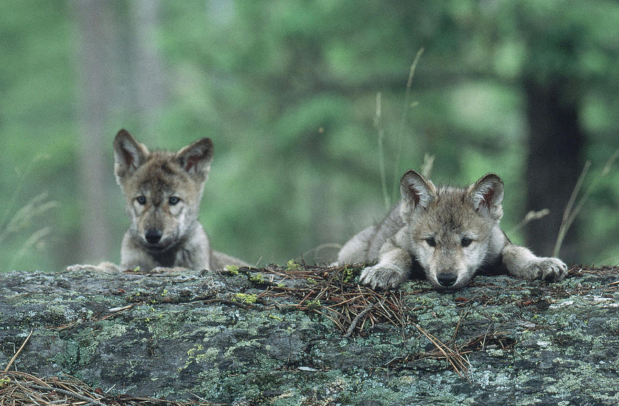 Gray Wolf #13 Photograph by Jeffrey Lepore