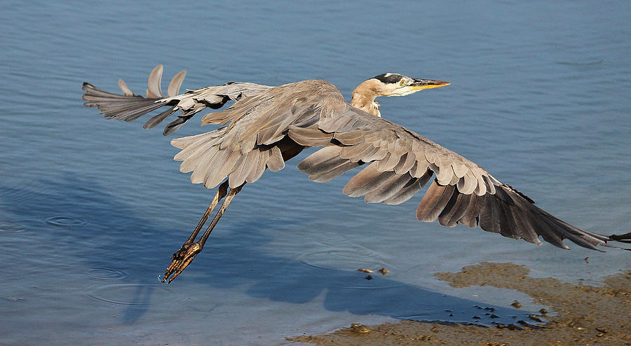 Great Blue Heron #23 Photograph by Paulette Thomas