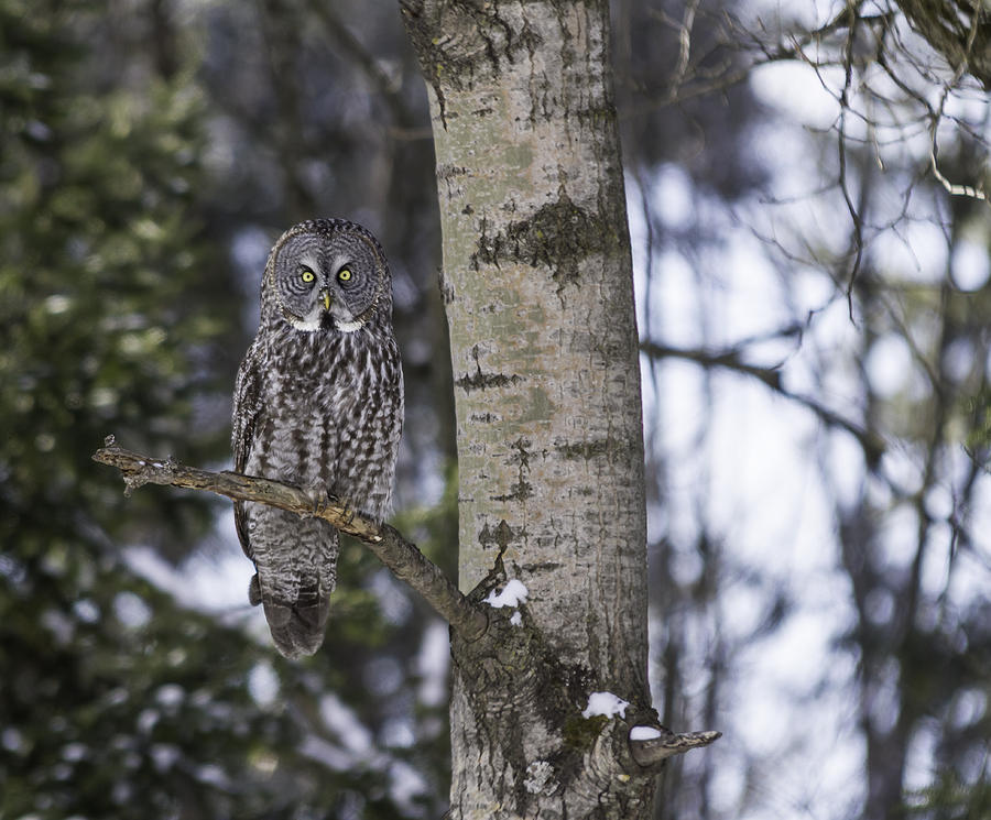 Great Grey Owl #13 Photograph by Josef Pittner