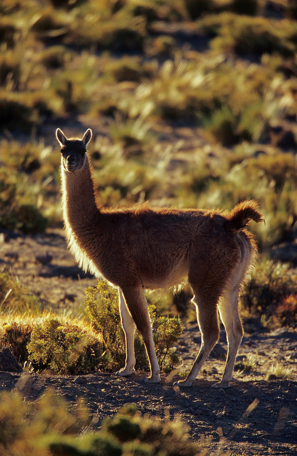 Guanaco (lama Guanicoe Photograph By Martin Zwick - Fine Art America