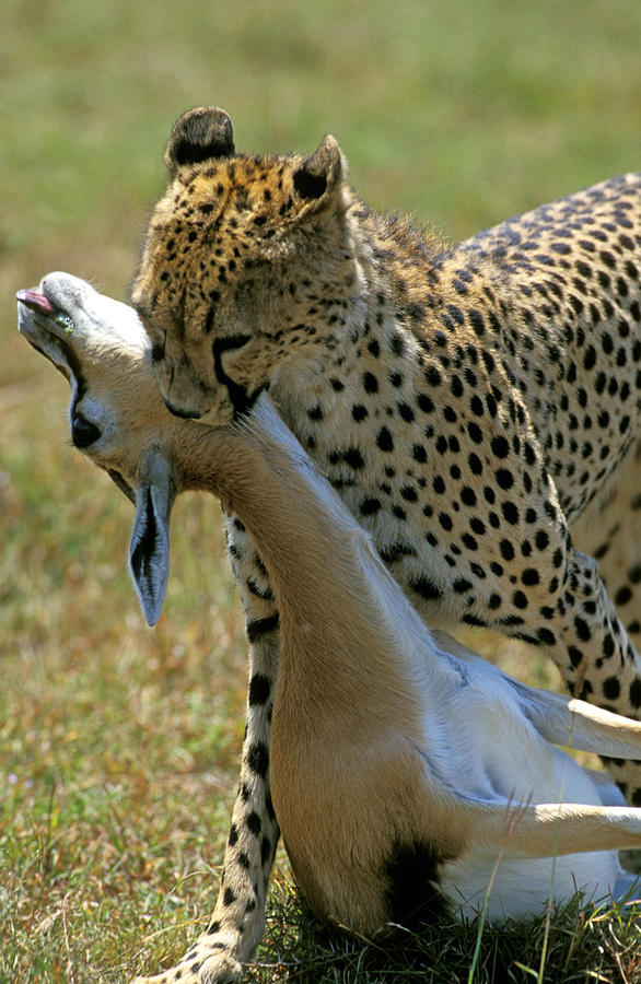 Guepard Acinonyx Jubatus Photograph by Gerard Lacz