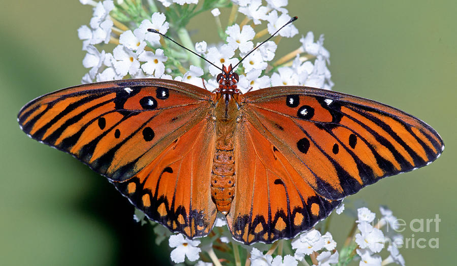 Gulf Fritillary Butterfly #13 Photograph by Millard H. Sharp