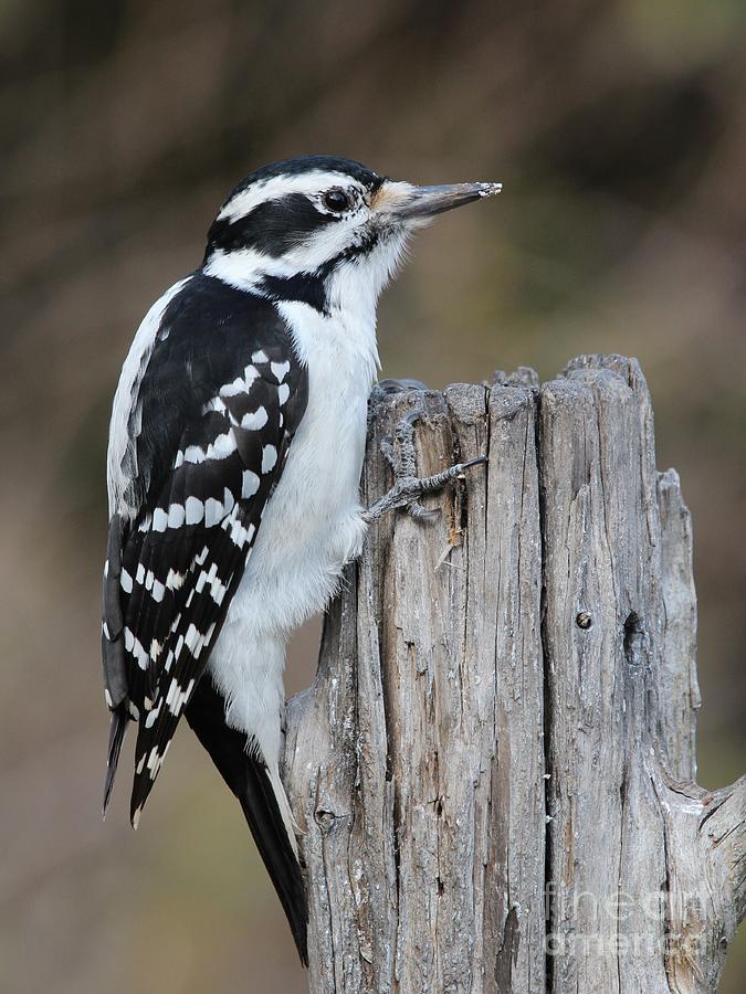 Hairy Woodpecker #13 Photograph by Jack R Brock