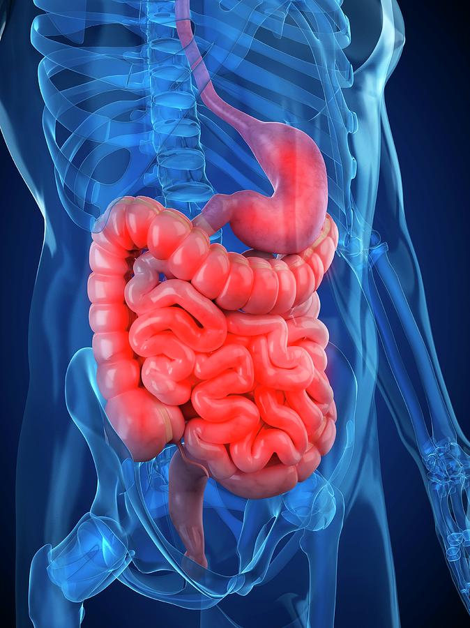 Healthy Digestive System Photograph by Sciepro/science Photo Library ...