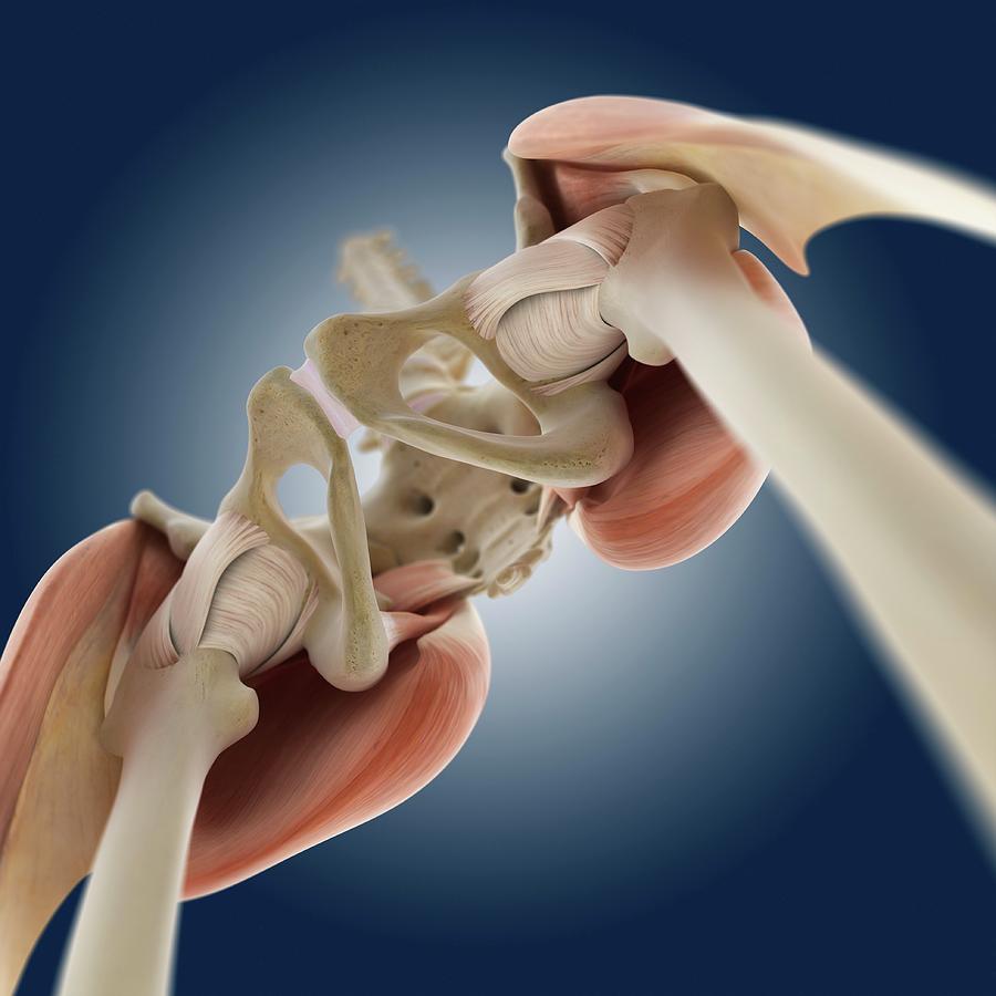 Hip Anatomy Photograph By Springer Medizinscience Pho 2953