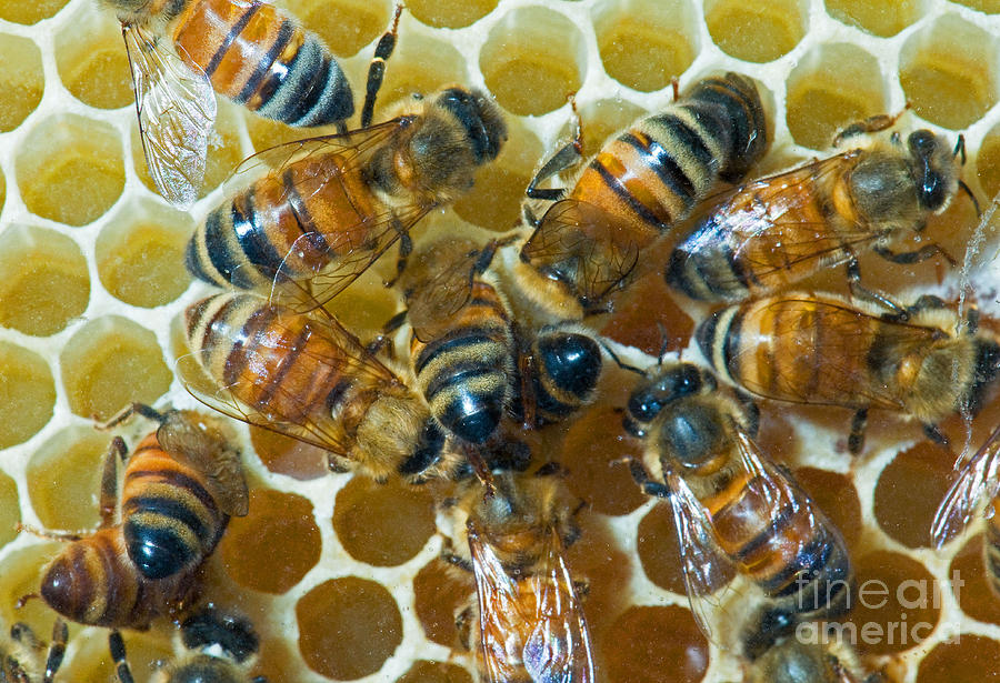 Honey Bees In Hive #13 Photograph by Millard H. Sharp