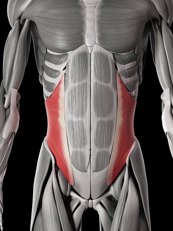 Abdominal Muscle Anatomy Male Anatomy Of The Abdomen And Groin | Images ...