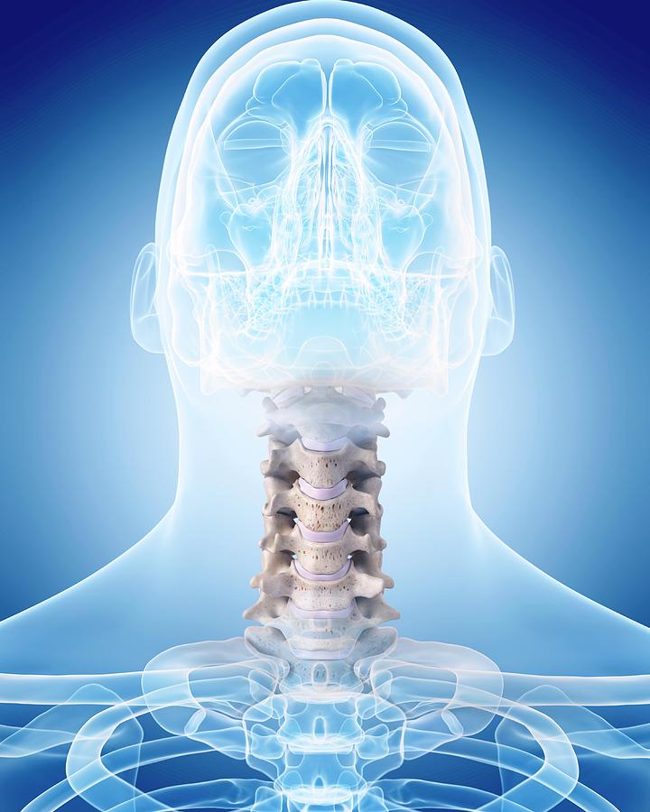 Human Cervical Spine Photograph By Sebastian Kaulitzkiscience Photo